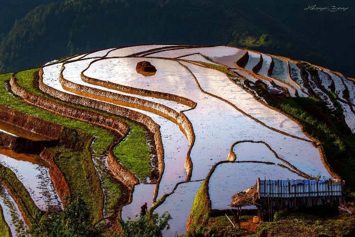 les champs de riz en terrasses du Nord-Ouest, Vietnam